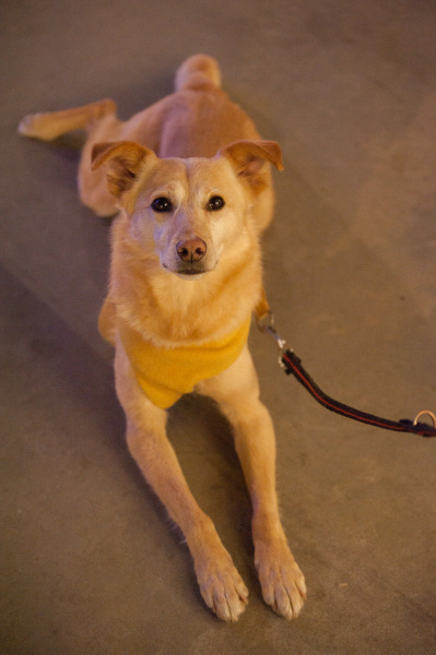 "Четырехлапое alter ego": как в Киеве прошла акция "Art to Help" (фото)