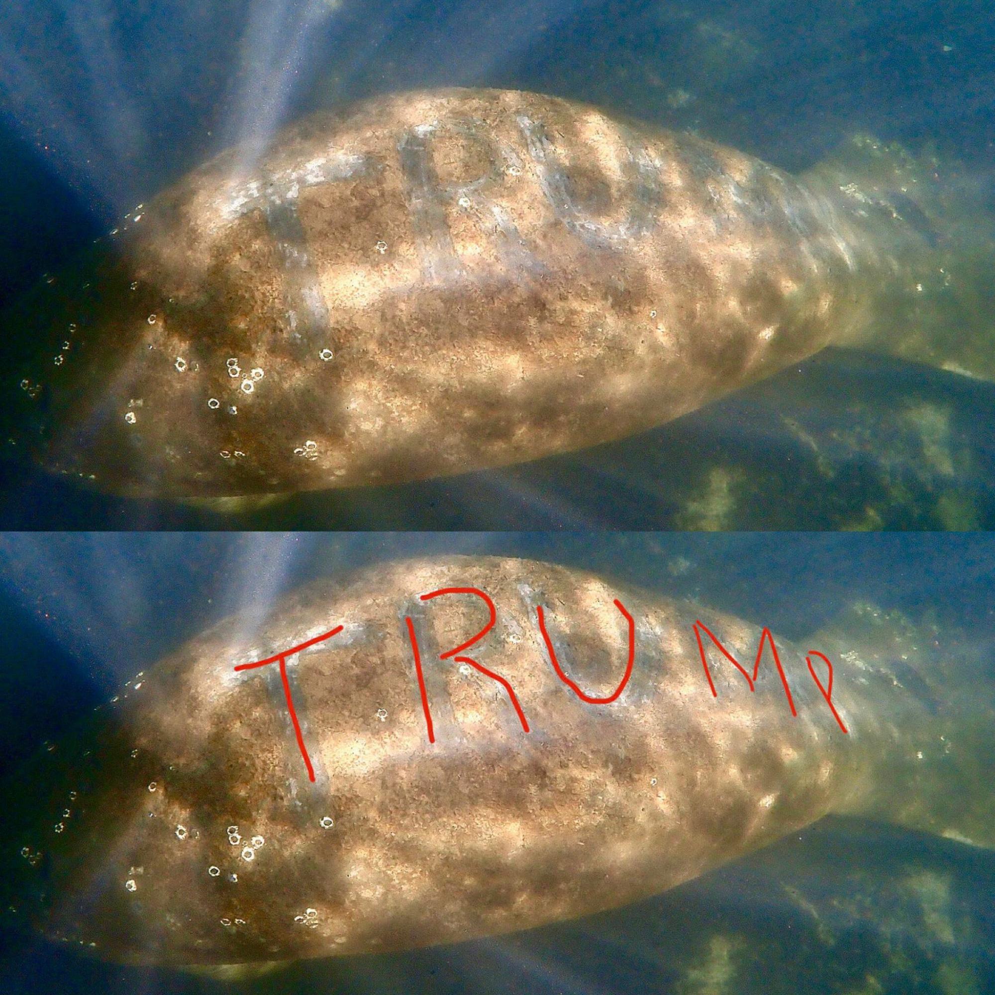 У річці знайшли ламантина, на спині якого вирізали слово "Трамп"