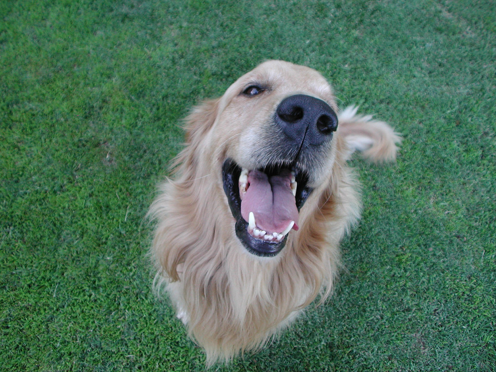 Эти собаки-улыбаки сделают ваше утро (реальные фото)