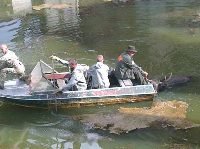 В зоні ЧАЕС працівники ДСНС і поліцейські врятували лося, який тонув у водоймі (відео)