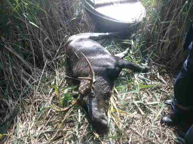 В зоні ЧАЕС працівники ДСНС і поліцейські врятували лося, який тонув у водоймі (відео)