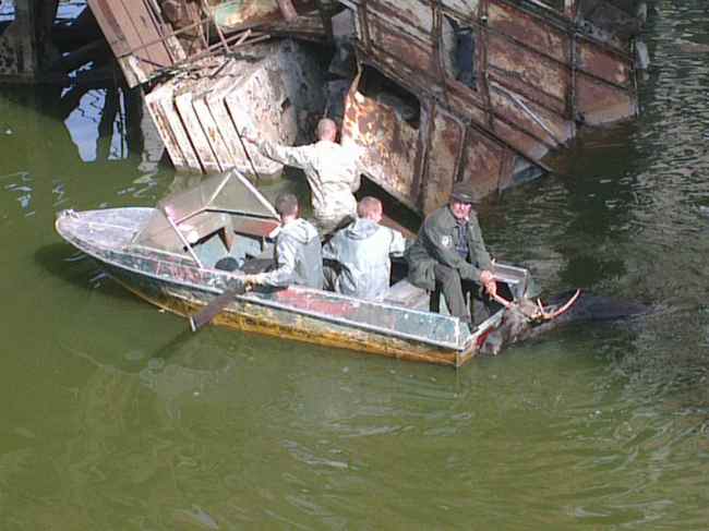 В зоні ЧАЕС працівники ДСНС і поліцейські врятували лося, який тонув у водоймі (відео)