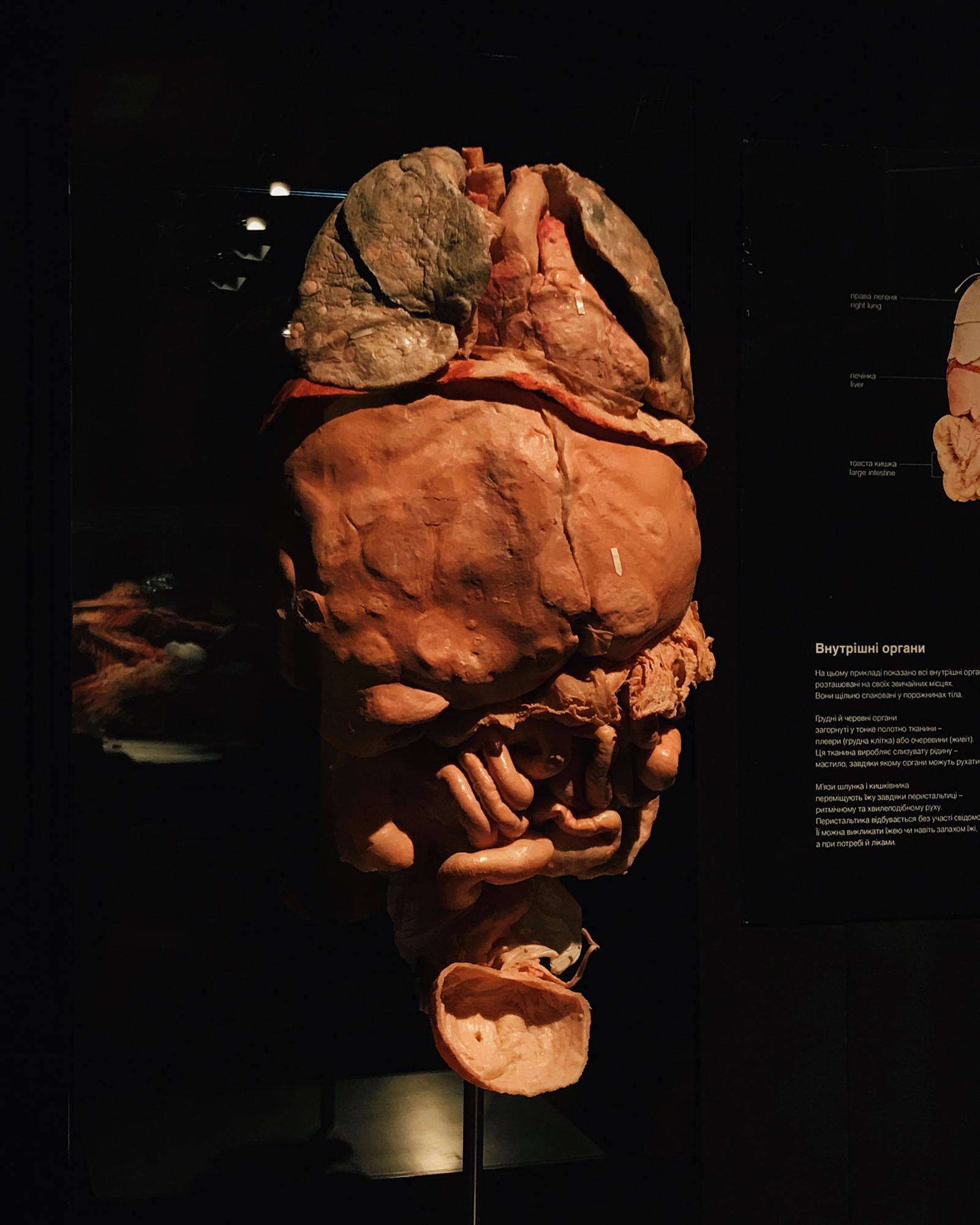 Всесвіт тіла: 7 причин відвідати скандальну виставку в Києві