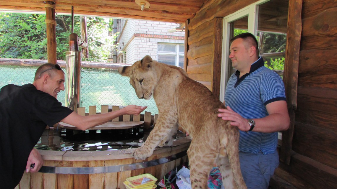 львенок Царь