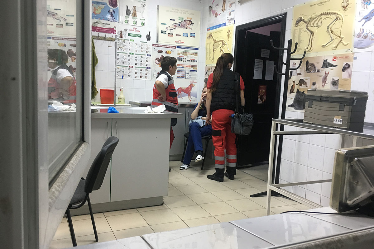В Киеве неизвестный изрезал лицо девушке-ветеринару прямо в клинике