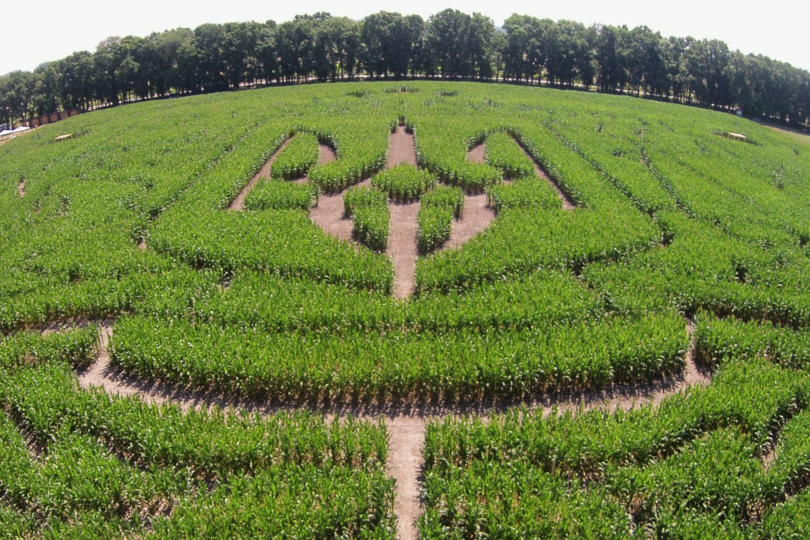 В Киеве появился гигантский кукурузный лабиринт: фоторепортаж