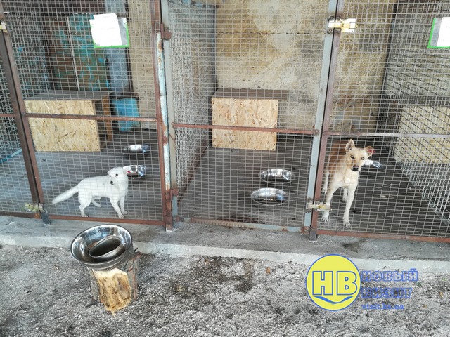 Пример для других городов: в Геническе решили проблему бродячих животных