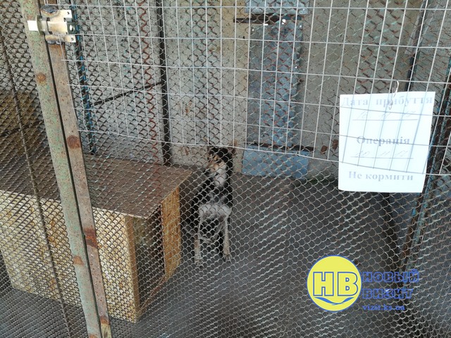 Пример для других городов: в Геническе решили проблему бродячих животных