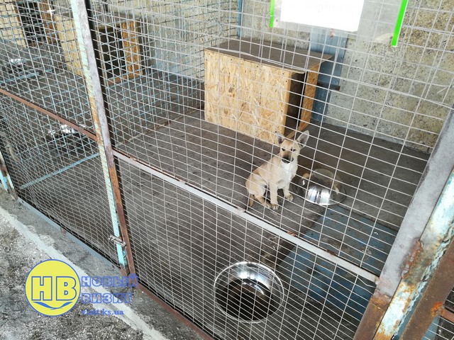 Пример для других городов: в Геническе решили проблему бродячих животных