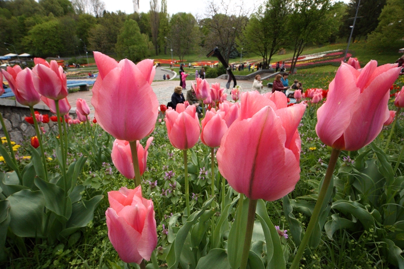 Выставка тюльпанов в Киеве