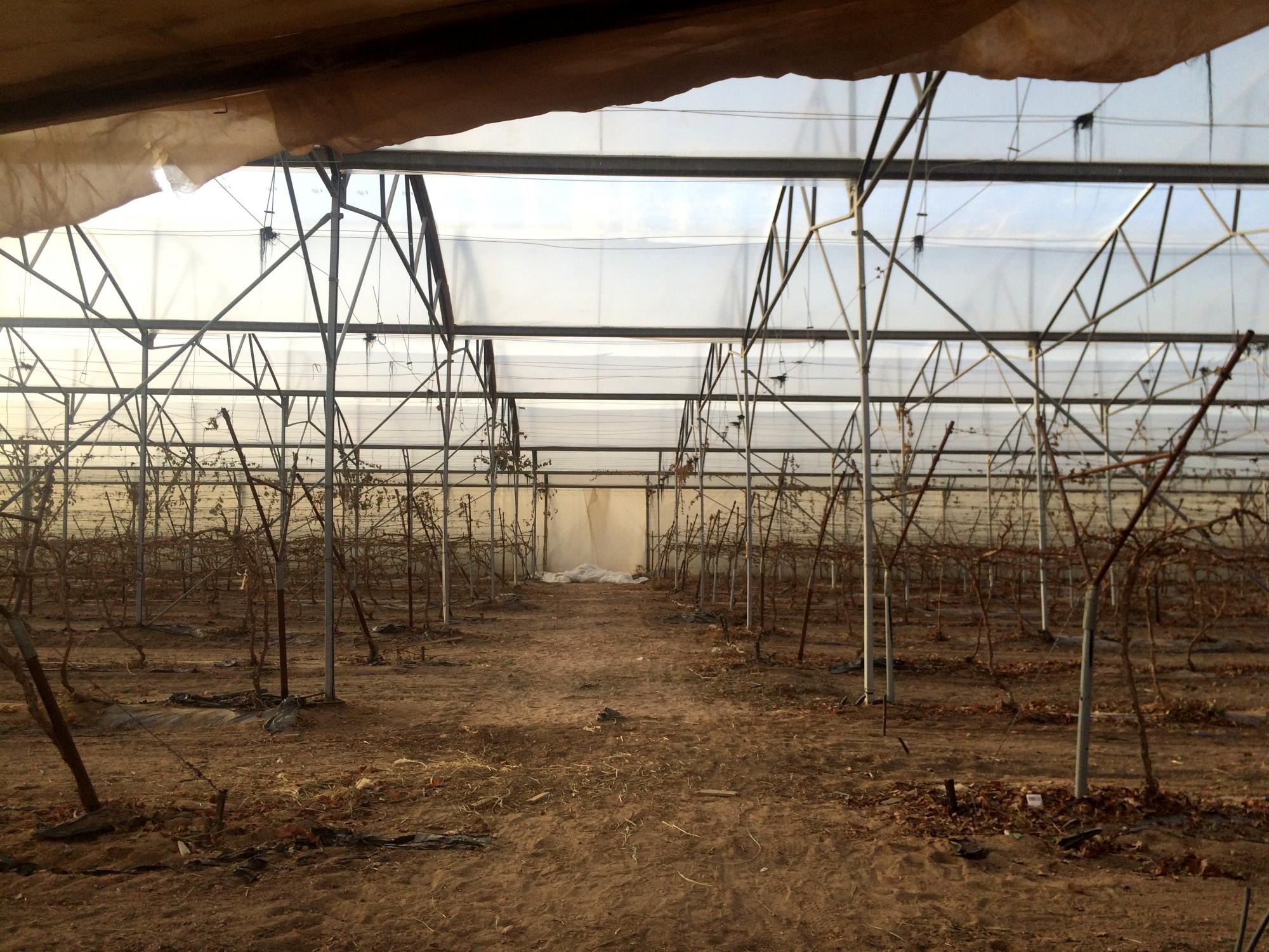 Фермерское чудо: как в Израиле выращивают овощи и фрукты в условиях изнурительной жары в пустыне