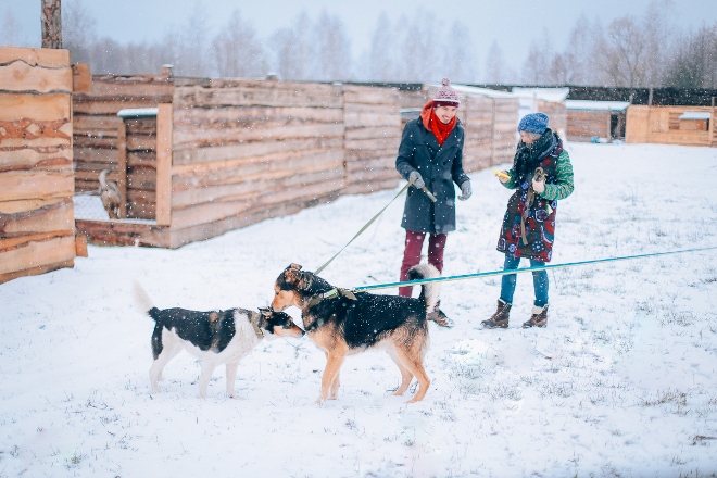 Волонтеры ищут хозяина для пса-дворянина