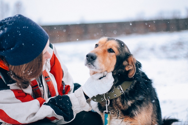 Волонтеры ищут хозяина для пса-дворянина