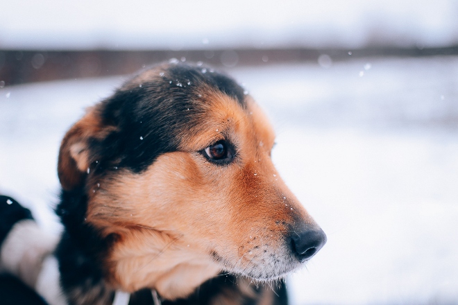 Волонтеры ищут хозяина для пса-дворянина
