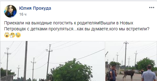 Хотів пити: у Київській області лось прийшов до людей