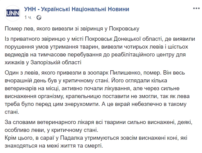 Був виснажений: помер лев, якого врятували з приватного звіринця в Донецькій області