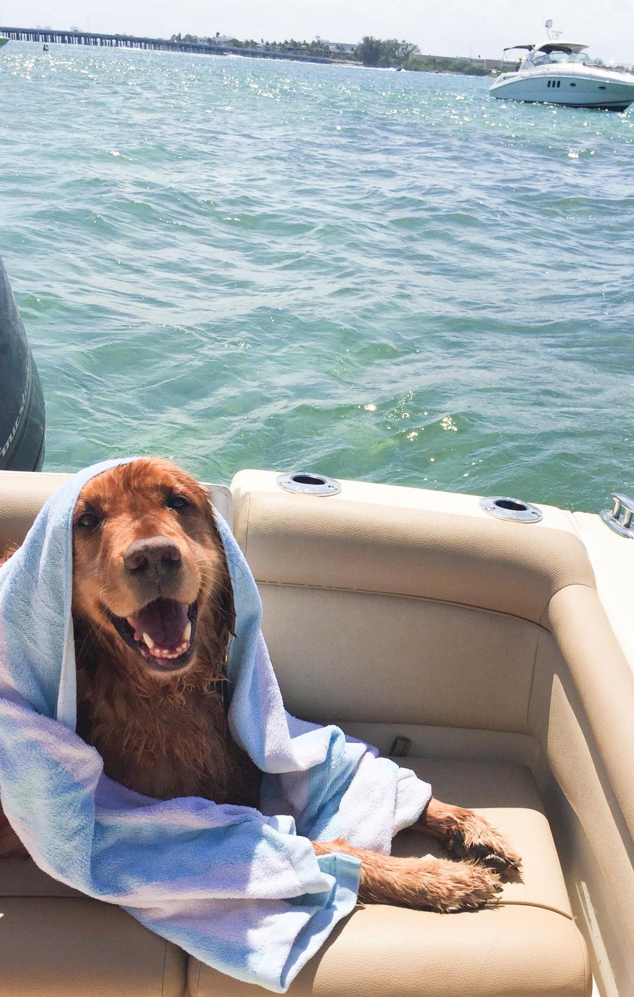 Эти собаки-улыбаки сделают ваше утро (реальные фото)