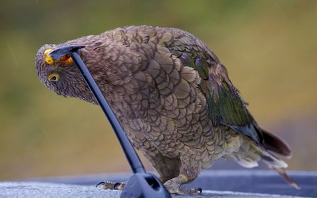 Вчені виявили папуг, що вміють сміятися