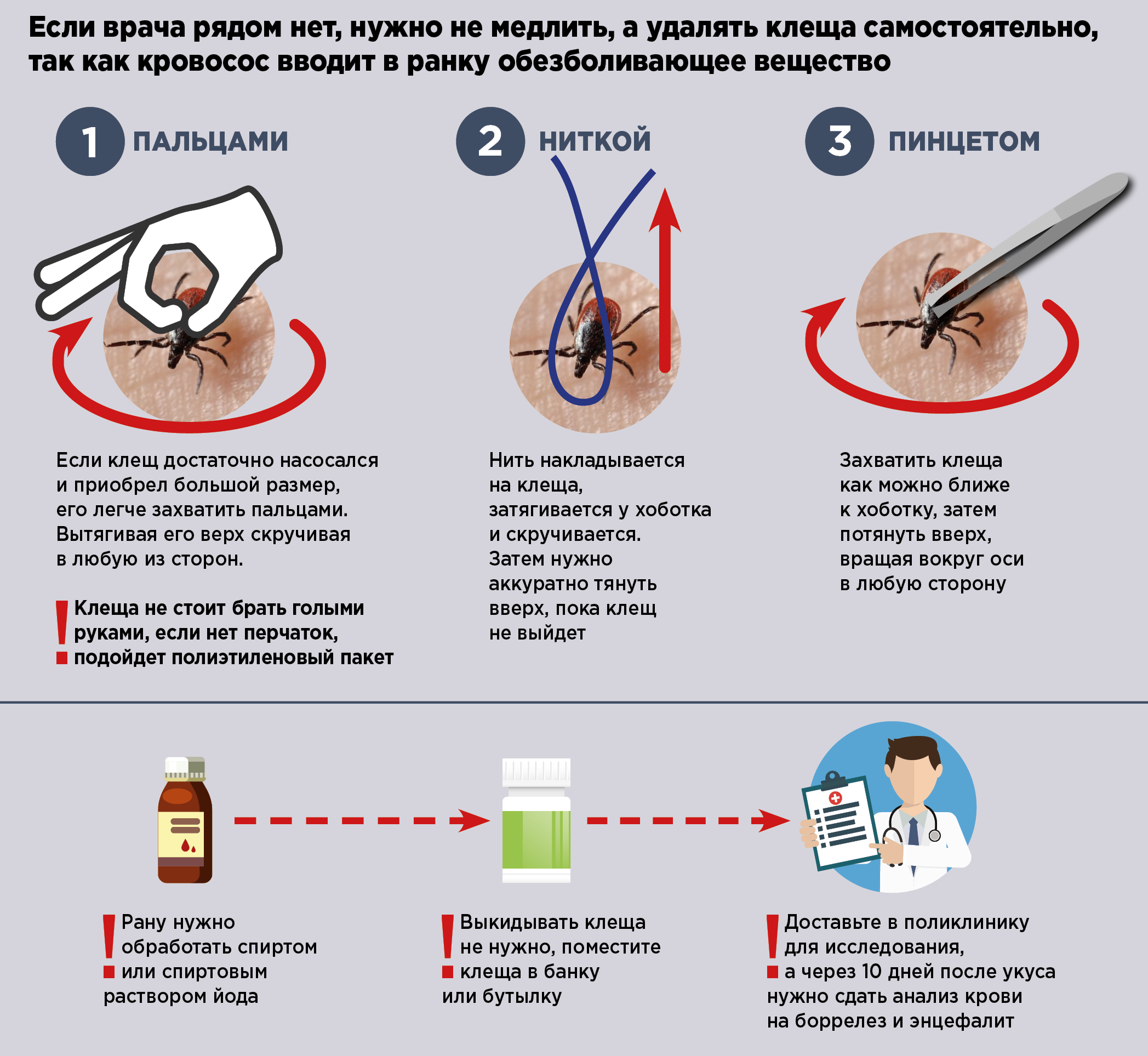Если рядом нет врача: как правильно удалить клеща (фото)