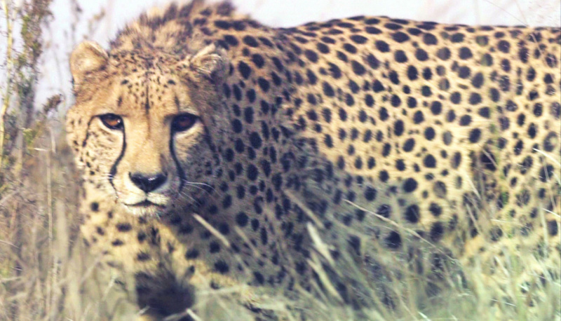 Украинская певица устроила дикие танцы с гепардом в самом сердце Африки (видео)