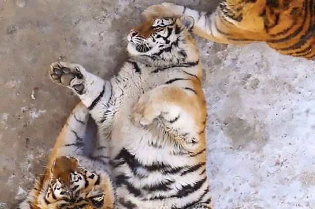 Толстые тигры в китайском зоопарке