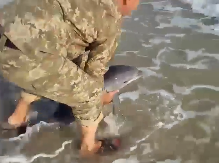 &quot;Плыви-плыви, манюня!&quot;: сеть растрогало видео, как украинский военный спас дельфиненка