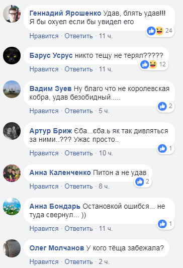 &quot;Остановкой ошибся&quot;: в Киеве на столбе заметили неожиданное животное (фото)
