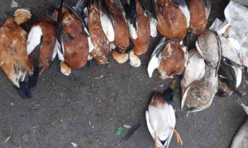 В украинском заповеднике снова погибли краснокнижные птицы: 3-й случай за 3 месяца