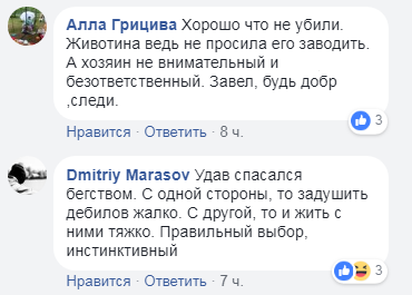&quot;Зупинкою помилився&quot;: у Києві на стовпі помітили несподівану тварину (фото)