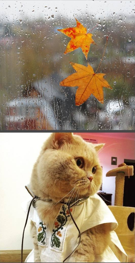 Переходный период: украинцев предупредили о существенном похолодании