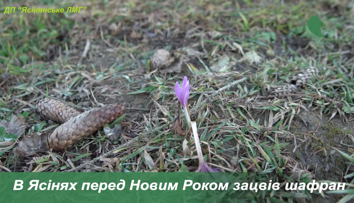 &quot;Диво природи серед похмурої зими&quot;: на Закарпатті зацвів шафран (відео)