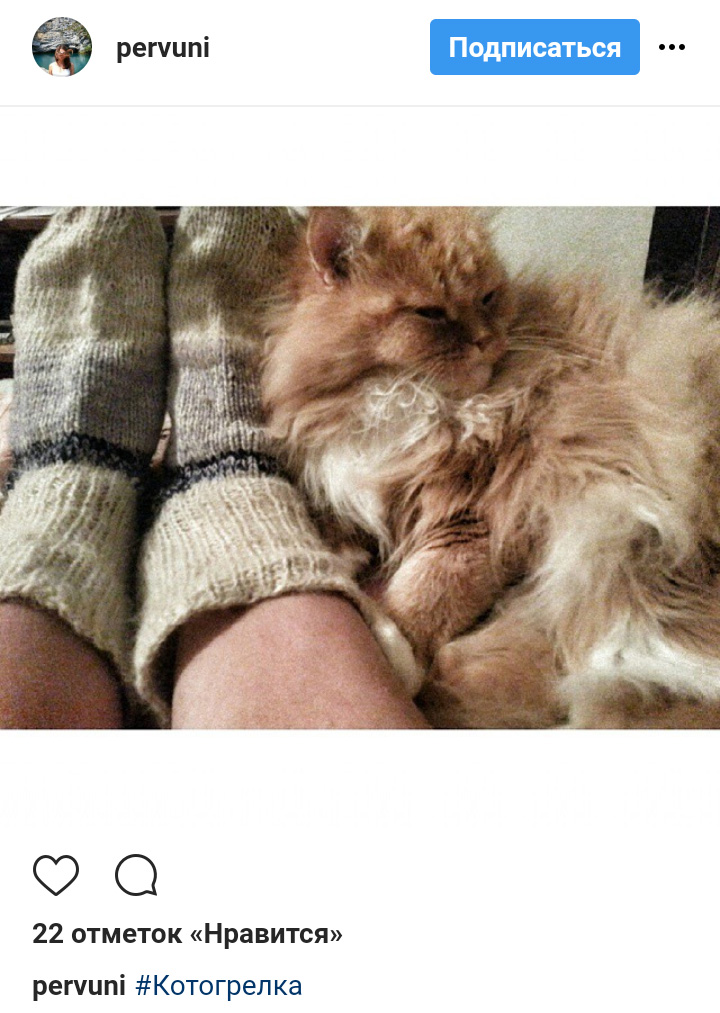 Ці котики точно знають, як зігріти господарів в холодну пору року (фото)