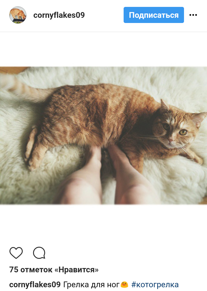 Ці котики точно знають, як зігріти господарів в холодну пору року (фото)