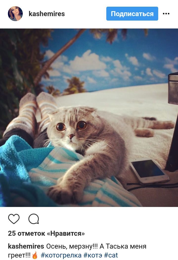 Ці котики точно знають, як зігріти господарів в холодну пору року (фото)