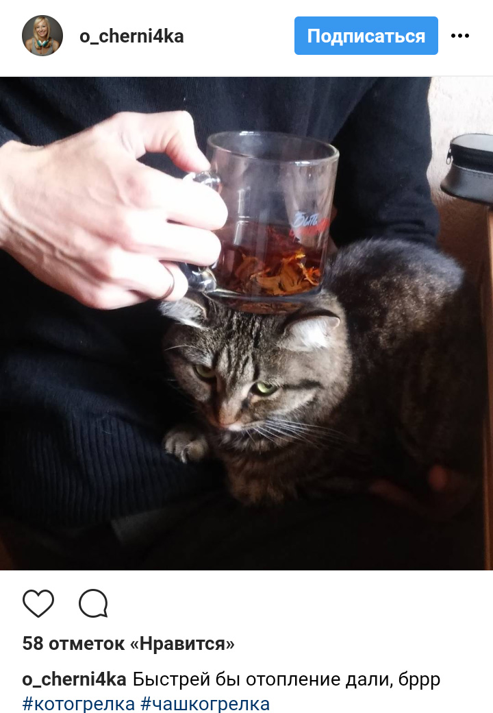 Ці котики точно знають, як зігріти господарів в холодну пору року (фото)