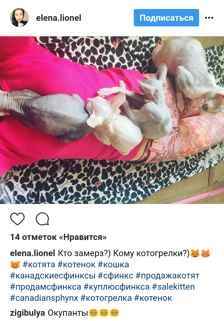 Ці котики точно знають, як зігріти господарів в холодну пору року (фото)