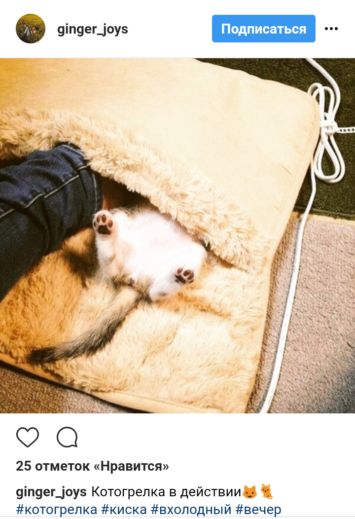Ці котики точно знають, як зігріти господарів в холодну пору року (фото)