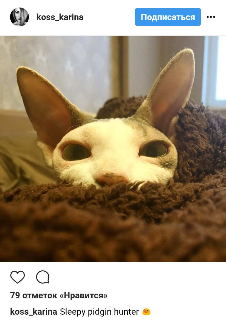 Ці котики точно знають, як зігріти господарів в холодну пору року (фото)