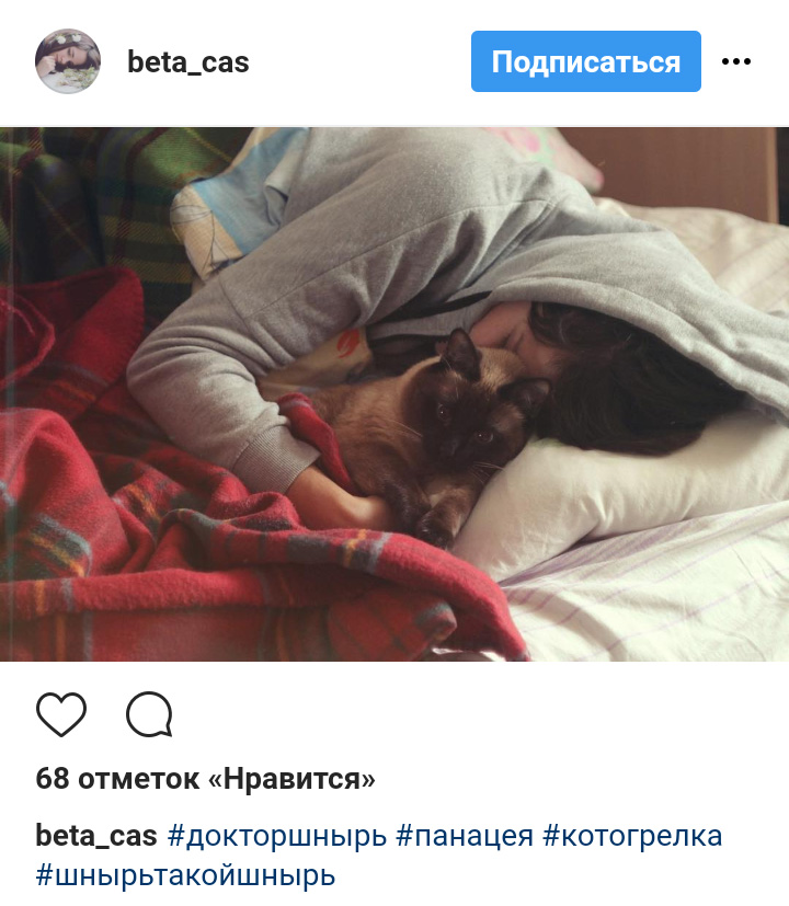 Ці котики точно знають, як зігріти господарів в холодну пору року (фото)