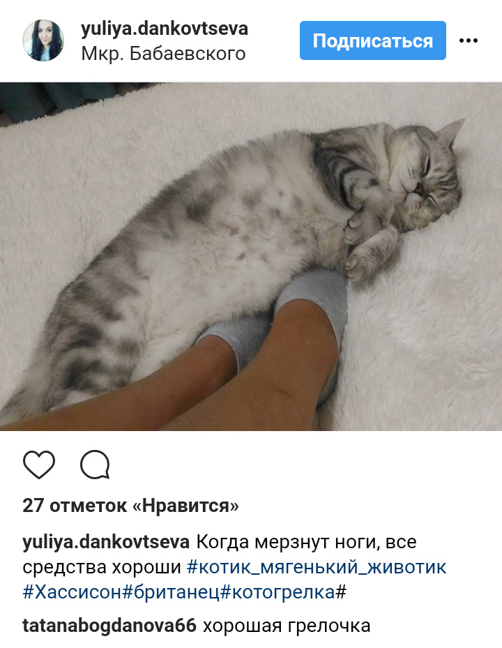 Ці котики точно знають, як зігріти господарів в холодну пору року (фото)