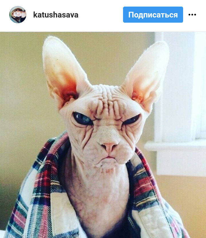 Ці котики точно знають, як зігріти господарів в холодну пору року (фото)