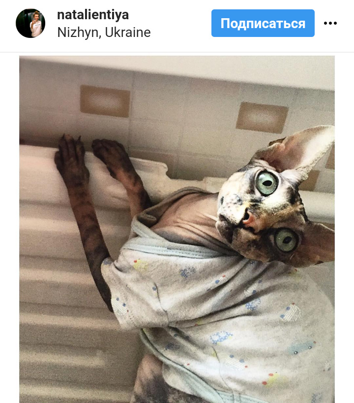 Ці котики точно знають, як зігріти господарів в холодну пору року (фото)