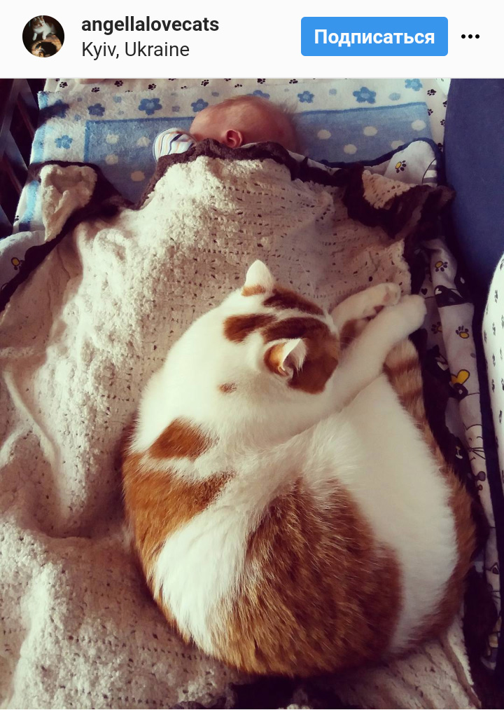 Ці котики точно знають, як зігріти господарів в холодну пору року (фото)