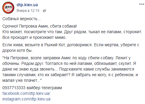 "Собача вірність": у Києві собака віддано лежав поруч із загиблою подругою (фото)
