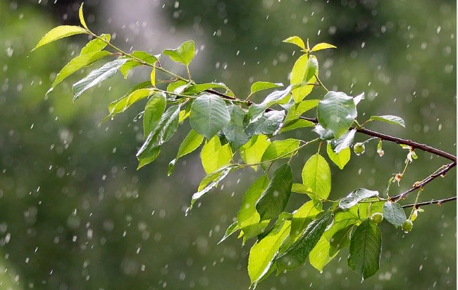 Грозы и жара: народный синоптик рассказал, какую погоду ожидать на Троицу
