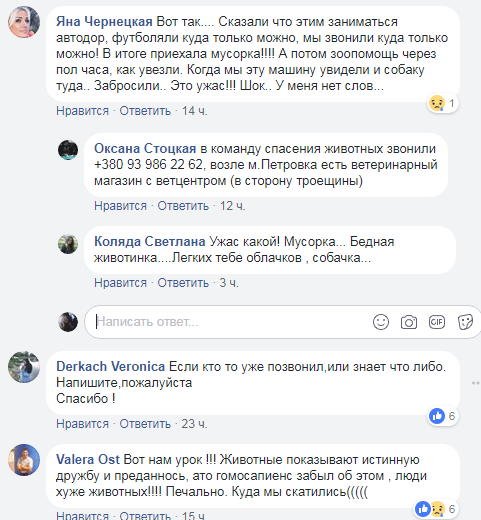 "Собачья верность": в Киеве собака преданно лежала рядом с погибшей подругой (фото)