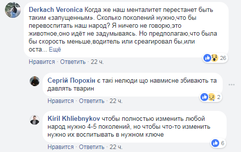"Собача вірність": у Києві собака віддано лежав поруч із загиблою подругою (фото)