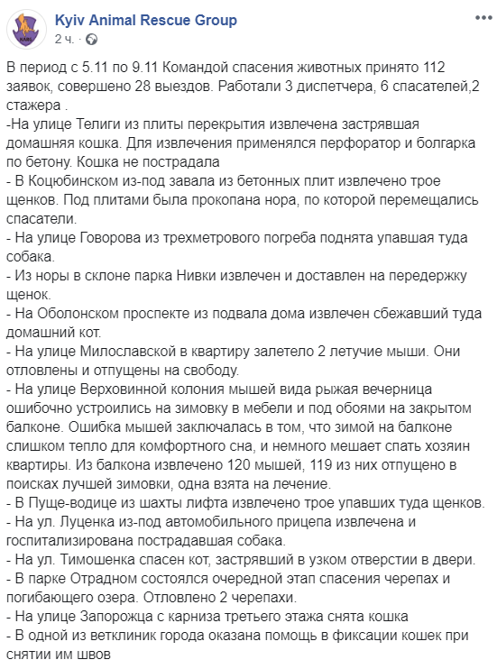 В Киеве 120 летучих мышей "оккупировали" квартиру: фото, подробности