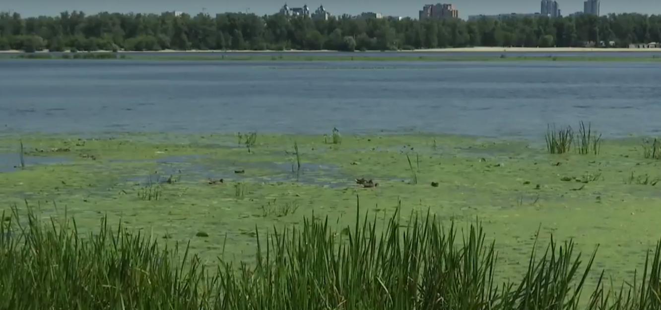 В близькості від екологічної катастрофи: Дніпро покрився водоростями, небезпечними для риби і людей