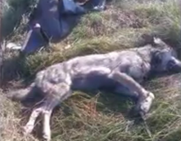 &quot;Подумали, что это лис&quot;: под Тернополем на женщину напал волк (фото)